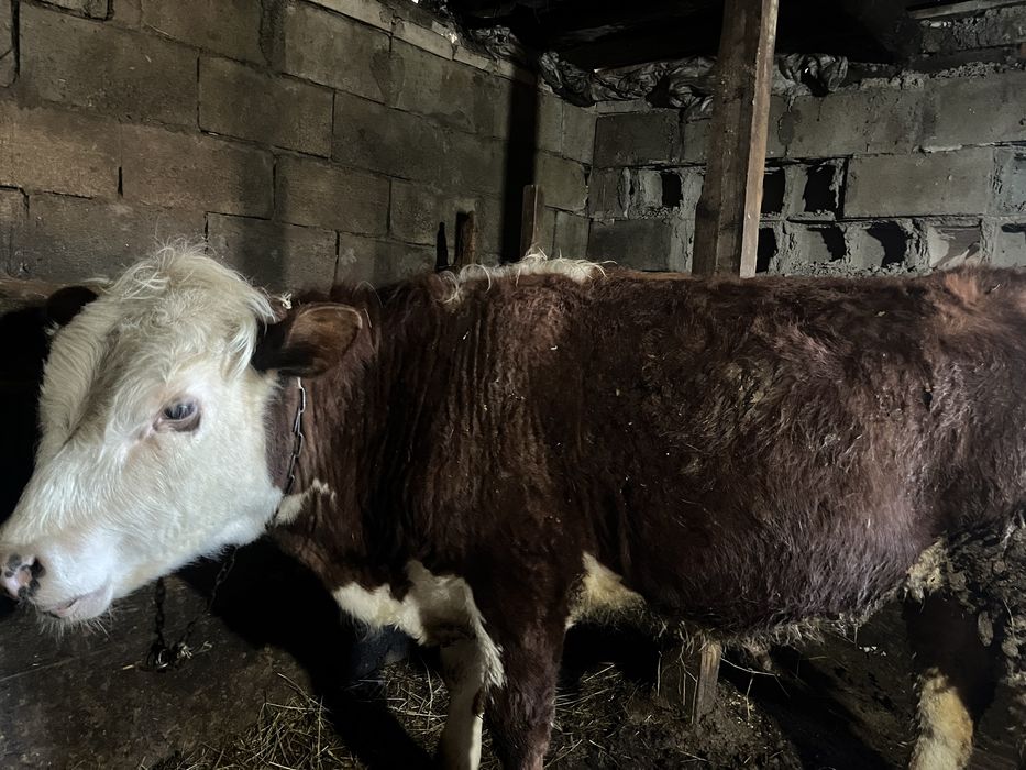 Ақ бас бұқа сатылады