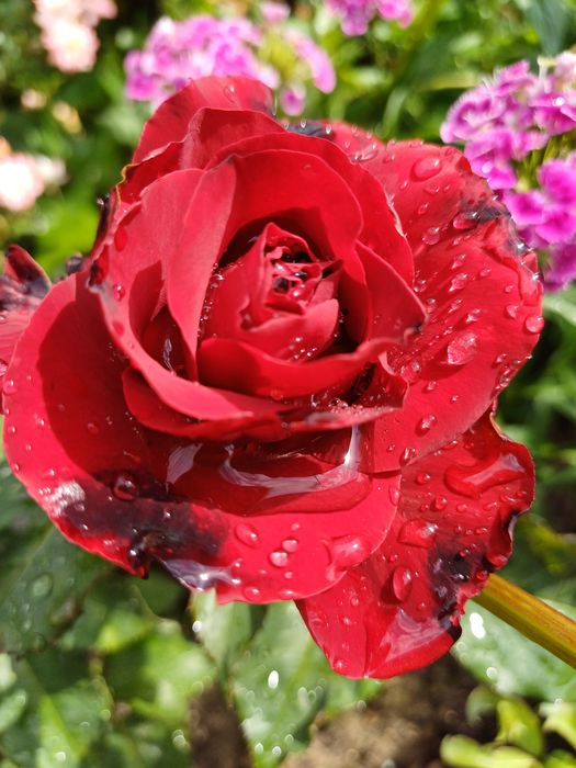 Розы для Вашего сада