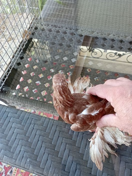 Продам голубей пискунов