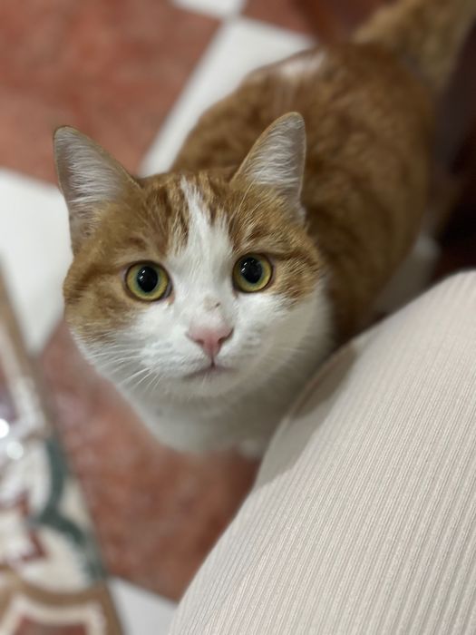 Домашняя рыжая кошка