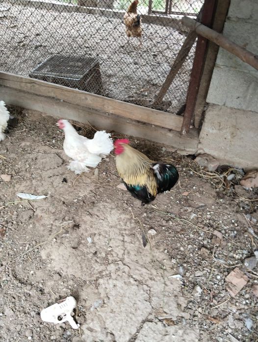 Продам карликовых курей