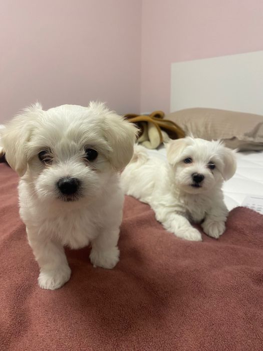 Малтийски болонки гр.Бургас