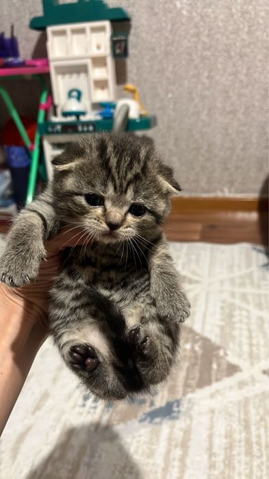 Шотландские котята