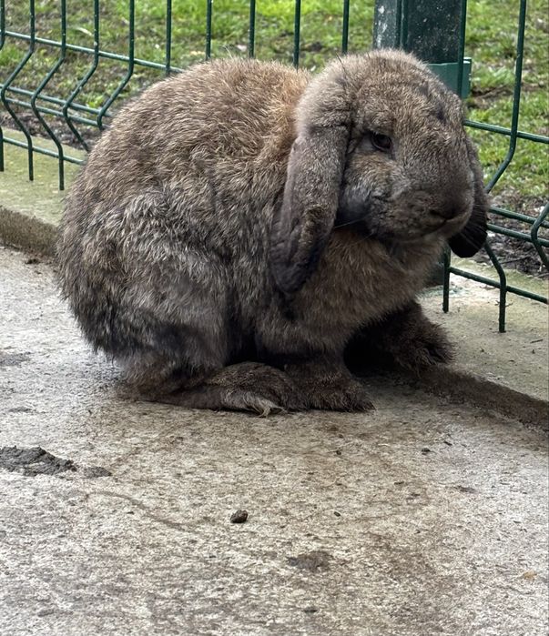 Женски кочовати зайци