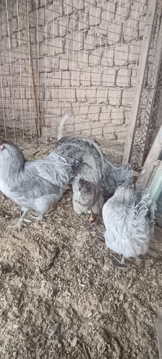 Амерекуана лаванда сатылады