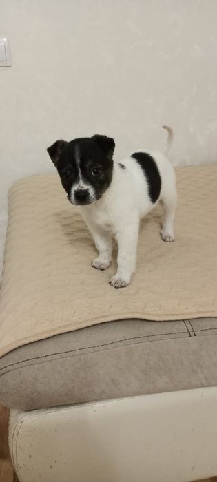 Щенки в поисках дома