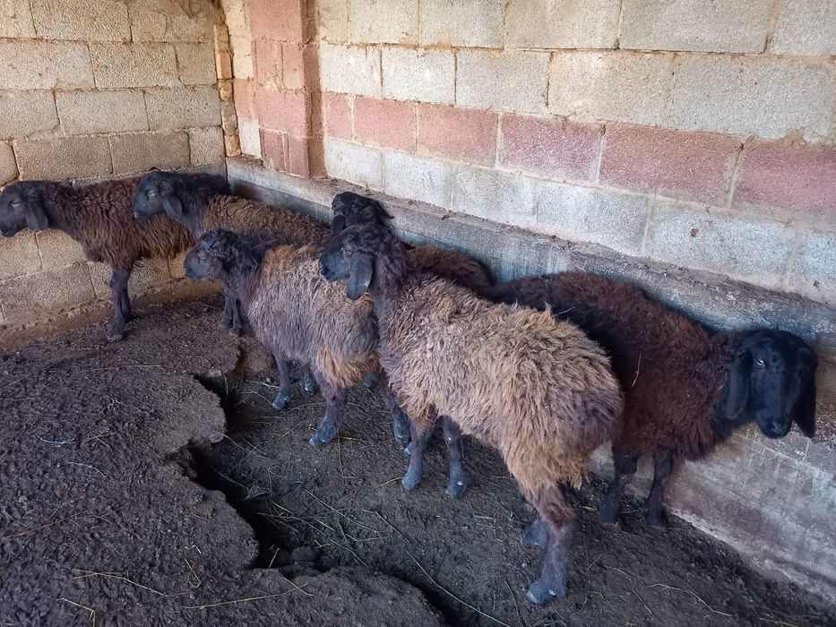 Қой, тоқты сатылады