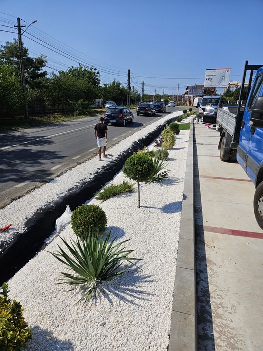 Plante ornamentale calitate extra amenajări grădini gazon rulou