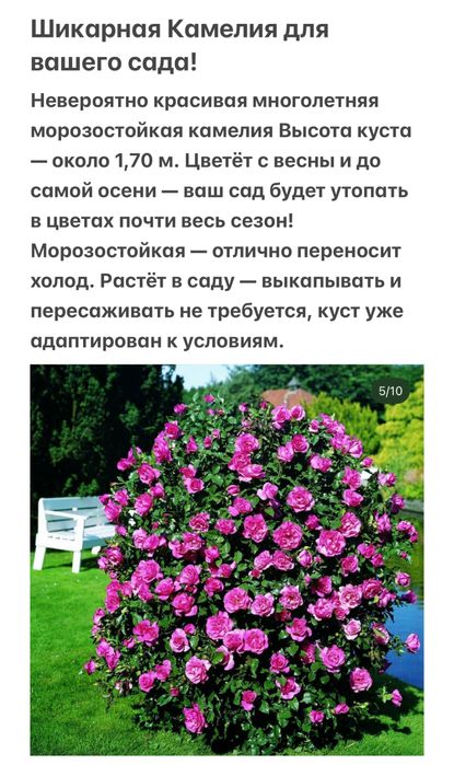 Плодовые и цветущие деревья и кустарники
