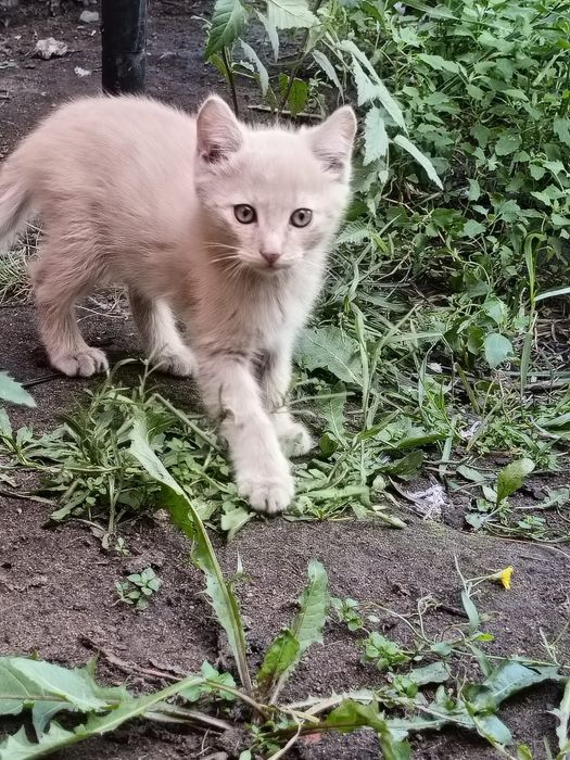 Котята, 2 месяца