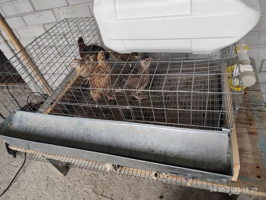 Мини ферма на 20 перепелов