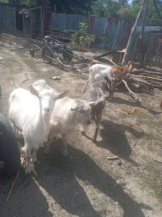 Capre de vânzare și un țap la 2 fătare  mai multe detalii la telefon .0725741291
