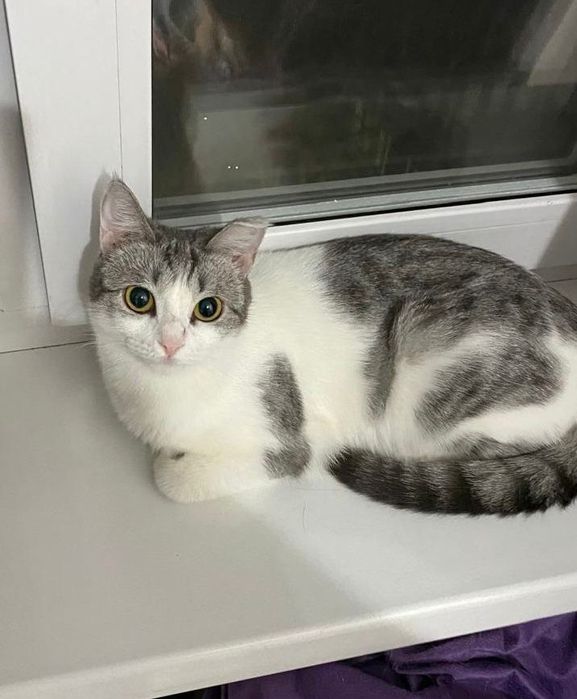 Кошечка в добрые руки.