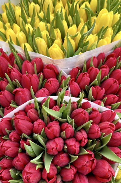 Тюльпаны в розницу предзаказ доставка цветы