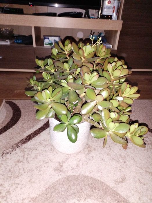 Налични жълти сансевиери, moonshine, cilindrica, Black moon, алое