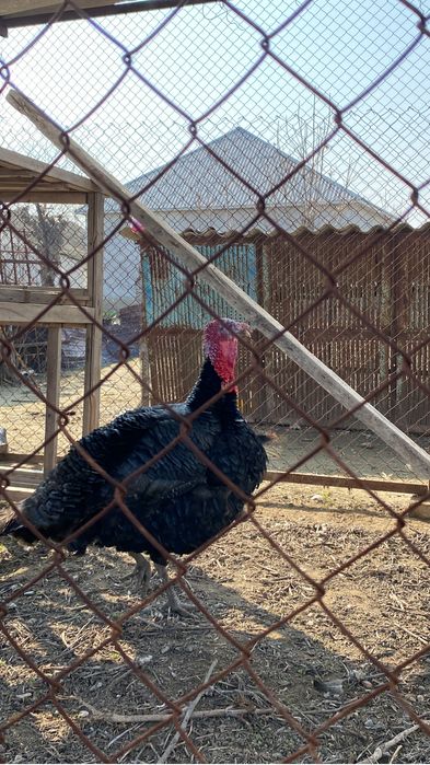 Еркек үндік срочна сатылады