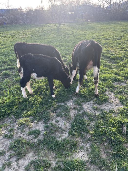 Vand vitele si o capra