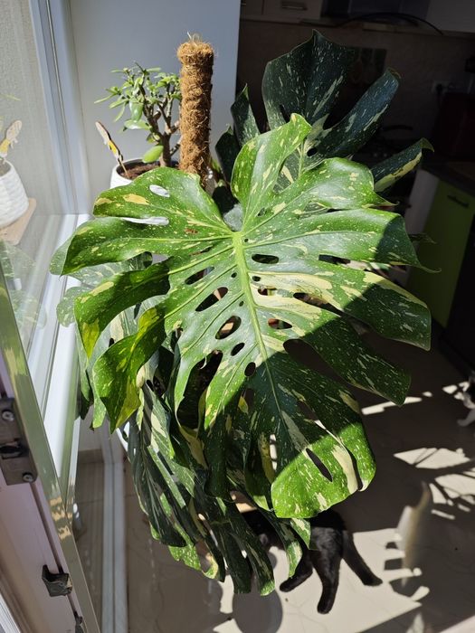 Monstera Thai Constelation