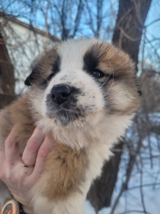 Щенки ищят дом сиротки