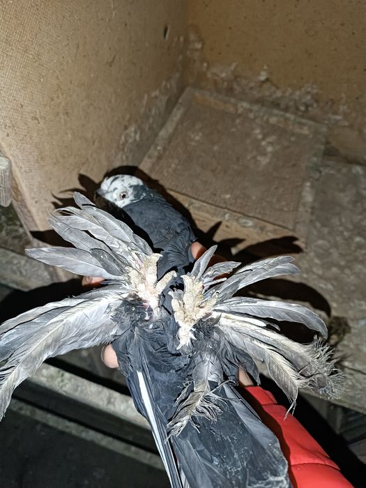 Продаю соч молодой носачубый