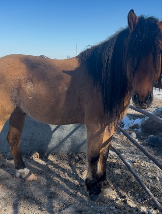 Айғыр сатылады   .