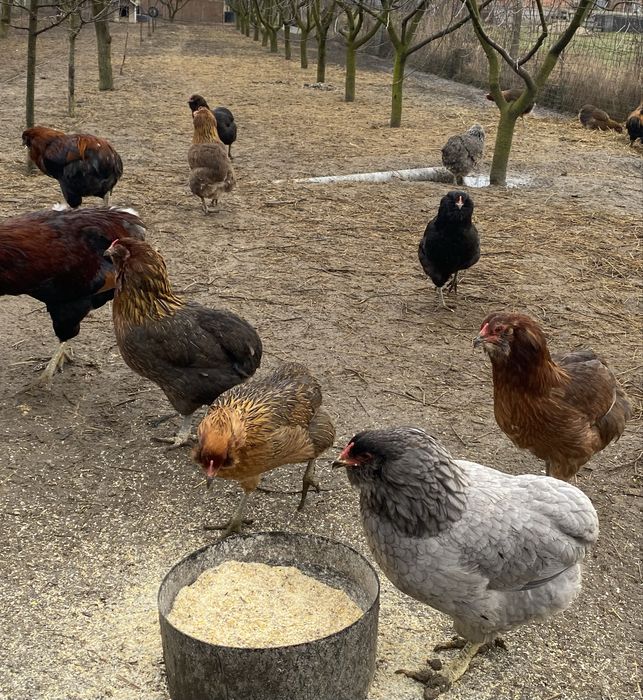 Vând pui de o zi rasa Araucana.