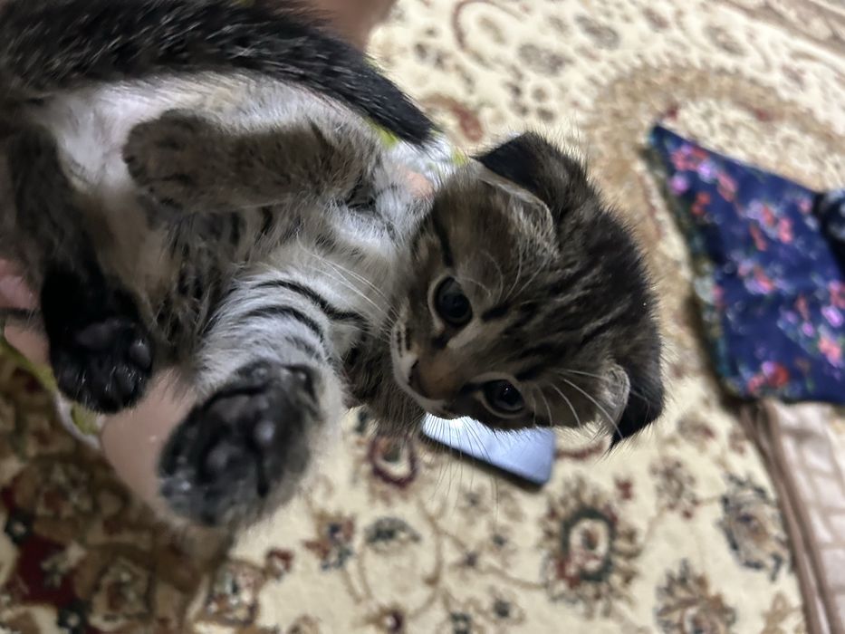 Котята полушотландки