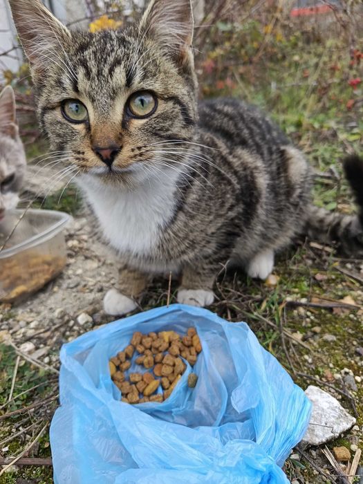 Бездомно коте търси дом!