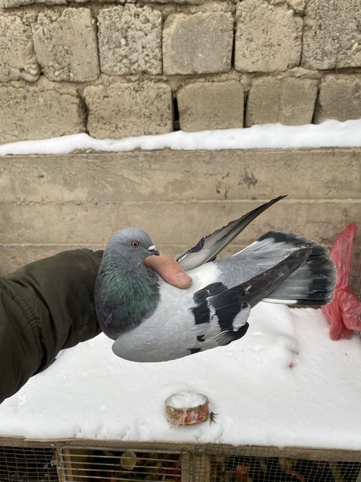 Kaftarlar sotiladi 20 ta manimcha