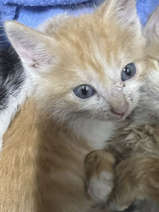 Отдадим котят 5 мальчиков 1 девочька