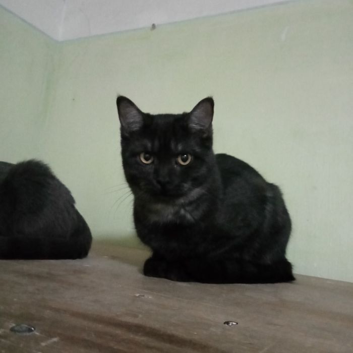 Раздам котят 4,5 месяца. Британцы короткошерстные