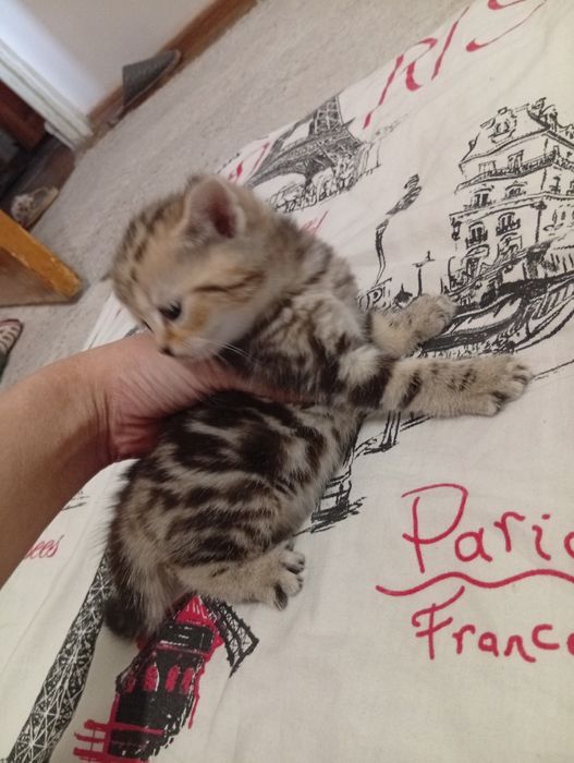 Котята 1.5 айлык