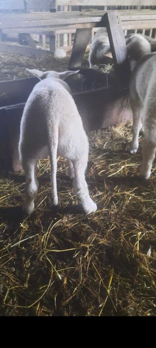 Vand berbecutii friza