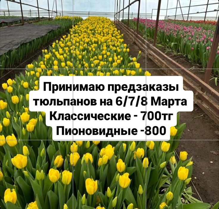 Тюльпаны по низким ценам