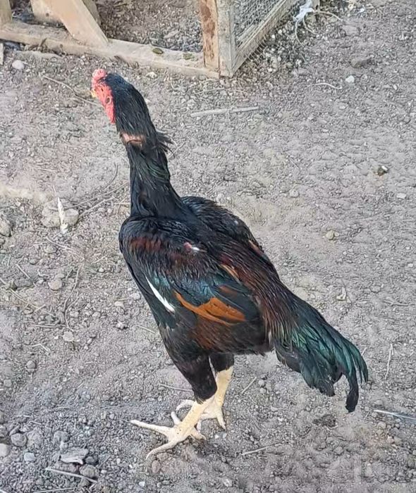 Zotka juja sotiladi faqat zotka yapon tozaladan