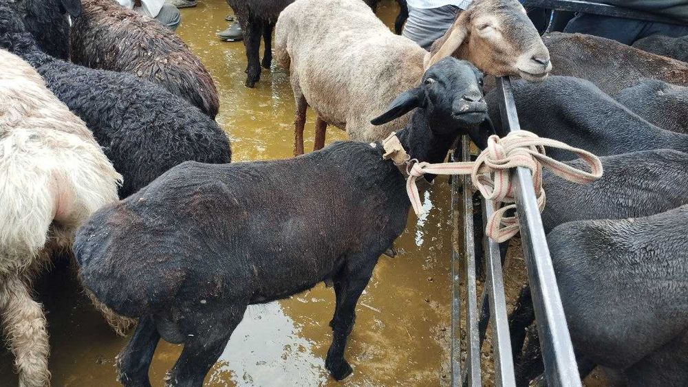 Бараны гарантия качества и вкуса