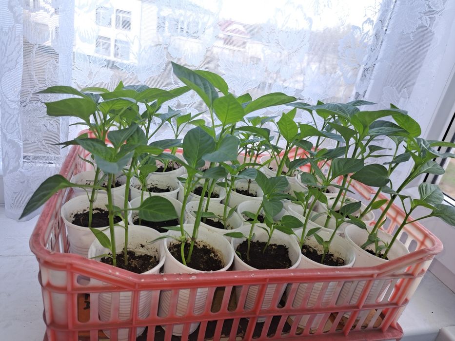 Рассада сладкого перца