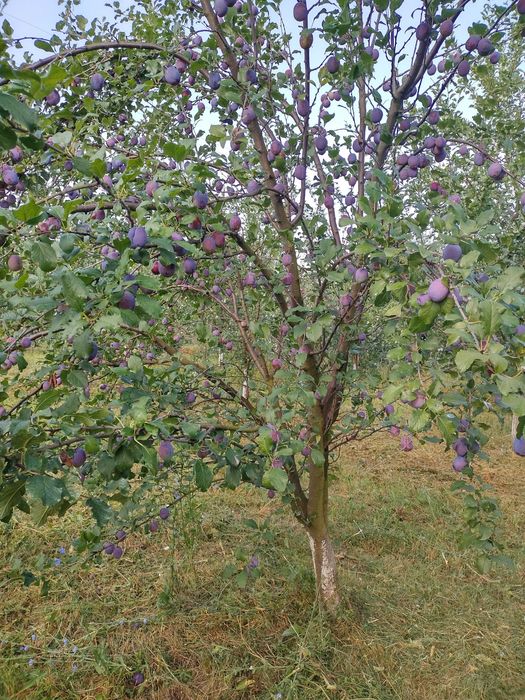 Продава се Земеделски имот в Севлиево -  кв.м за 26 €/дка - Снимка #4