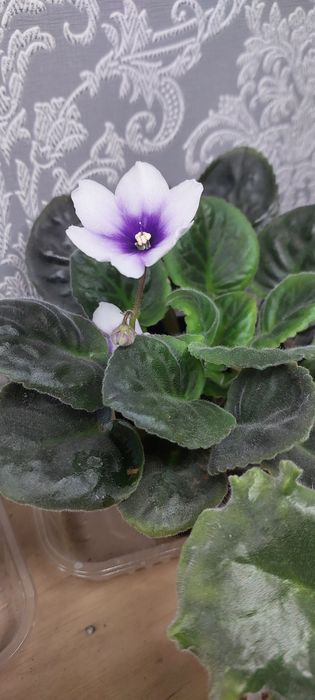 Продаю фиалки.Домашние.