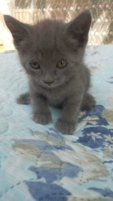 Продаются домашние котята