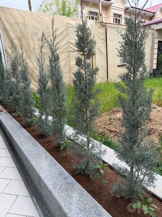 Arizona italyan kiparisi: кепарис аризоника, италя арчаси 1-5m keparis