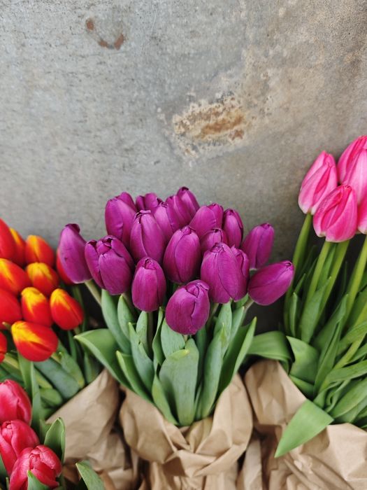 Тюльпаны оптом высшего качества