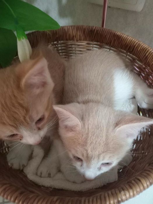 Отдам котят в хорошие руки