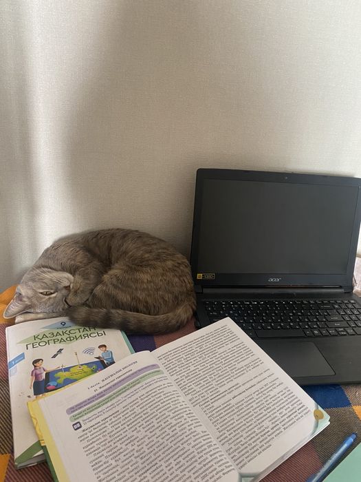 Британская кошка 2годика