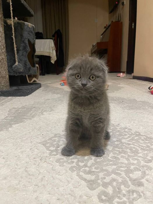 Шотландские вислоухие котята