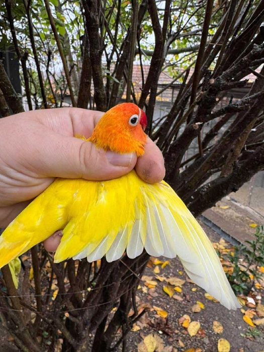 Vând papagal agapornis fischer