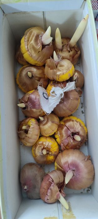 Луковицы гладиолусов