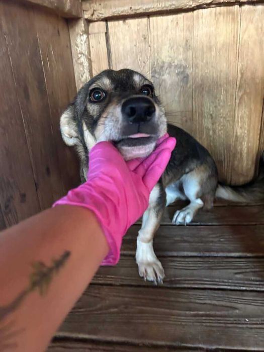 Adopta un caine - un sufletel are nevoie de stapan!