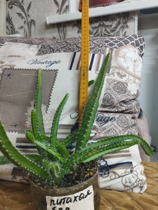 Питахая белая и красная. Продам!