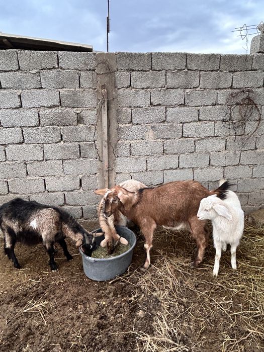 Қашқан ешкілер сатылады